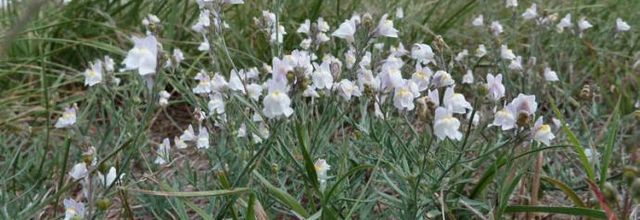 Linaria repens - linaire rampante