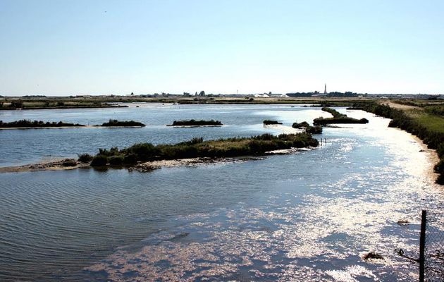 Marais d'Ars sous une lumière rasante (30 juin, 18 heures) - Ile de Ré - 17