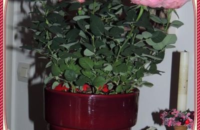 Persienne,,,Orchidée,,,Mésange