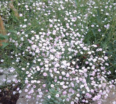  Gypsophile - Gypsophila Rosenschleier - Gypsophile Rosy Veil 