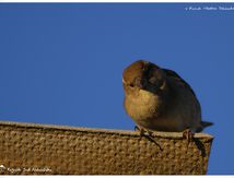 Moineau domestique