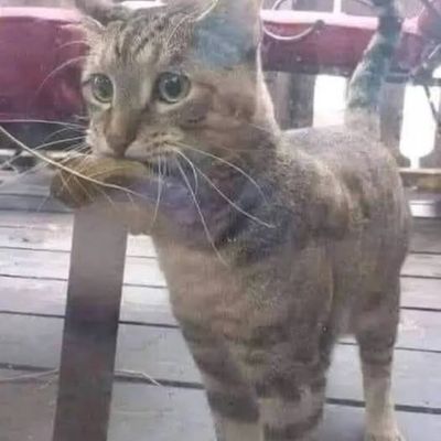 Le chat à la feuille de poissons
