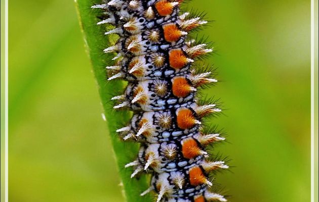 Chenille de Mélitée Orangée (Didymaeformia ou Melitaea didyma) - Boulogne-sur-Gesse - 31
