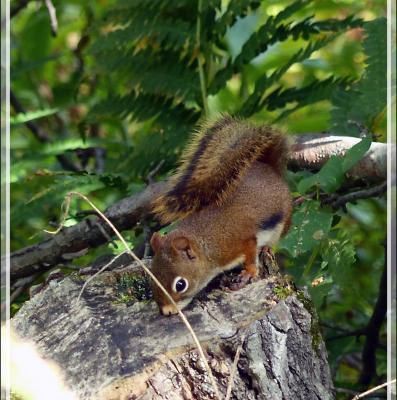 Écureuil roux américain, American Red Squirrel (Tamiasciurus Hudsonicus) - Petit Lac Preston - Duhamel - Outaouais - Québec - Canada