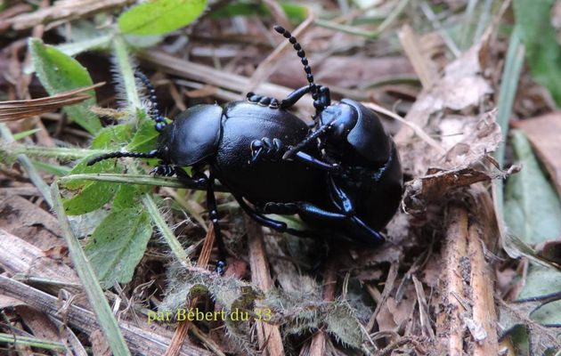 Zone X  pour insectes