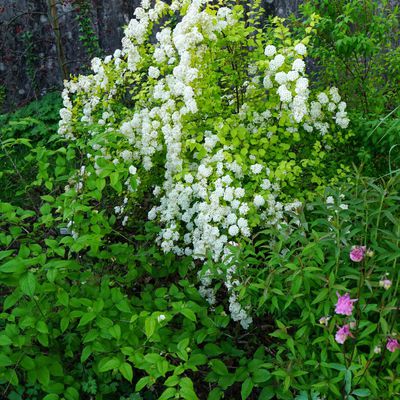 Spiraea Vanhouttei