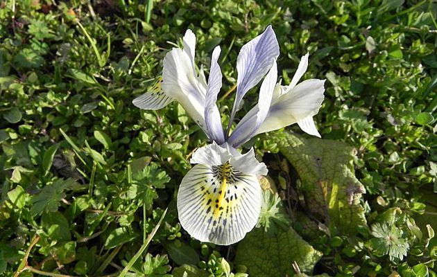 quelques fleurs du jardin