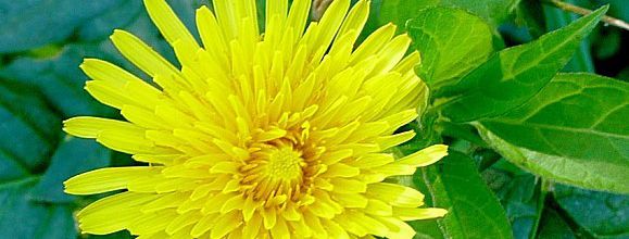 Les fleurs soleil