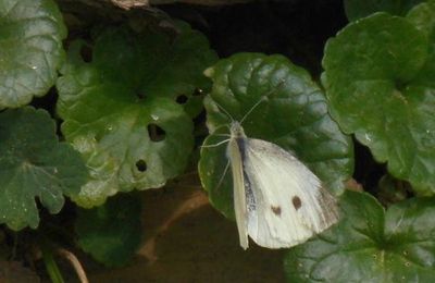 Papillons du jardin en aôut