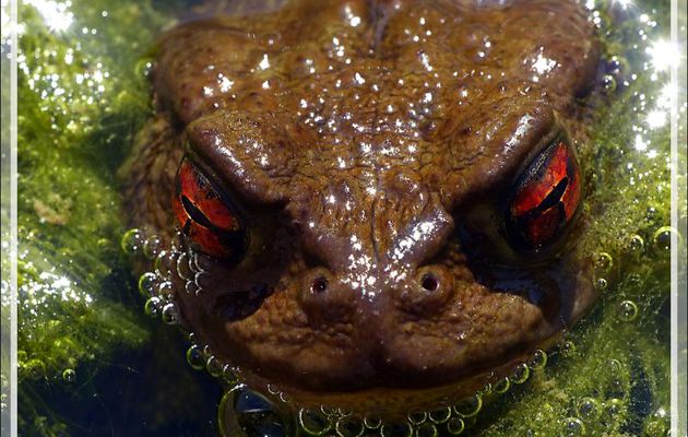 Les yeux de braise du crapaud commun - Lartigau - Milhas - 31