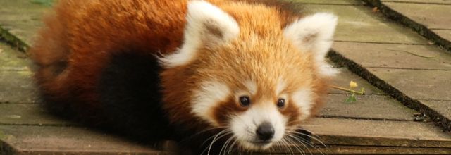 Bébé panda roux 