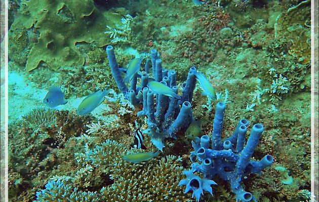 Éponge tubulaire bleue Haliclone pâle, Colonial tube-sponge (Siphonochalina siphonella) - Spot Sugar Man - Tsarabanjina - Mitsio - Madagascar