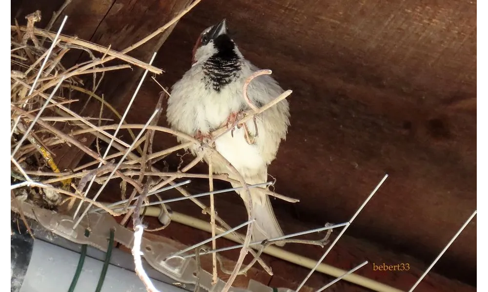 un oiseau qui ... et des fleurs 