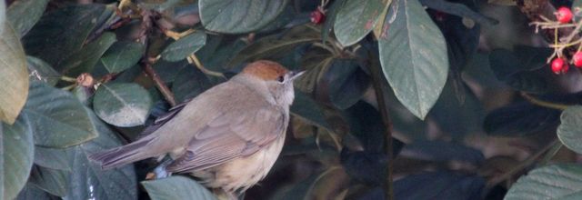 Les oiseaux du jardin : un hiver en demi-teinte
