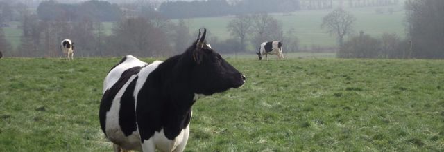 la p'tite  bretonne .. portrait 