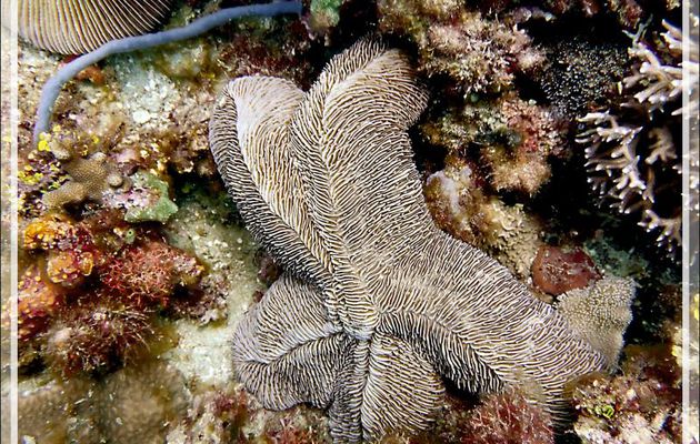 Corail-champignon se prenant pour une étoile ! Corail-boomerang, Striate boomerang coral, Tongue coral, Slipper mushroom (Herpolitha limax) - Betaniazo - Nosy Tsarabanjina - Nosy Mitsio - Madagascar