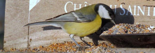 les oiseaux ont faim