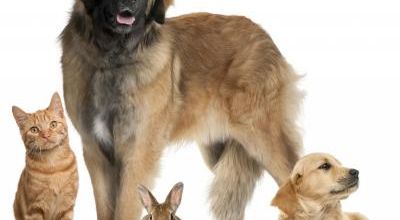 Famille d'Accueil Animaux