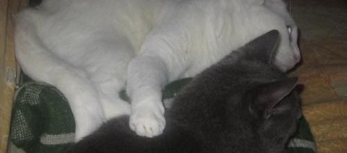 Complice jusque dans la sieste