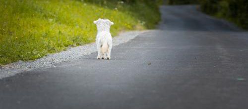 Proposition de loi pour "en finir" avec les "abandons d'animaux ?