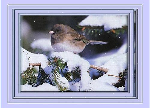 Le perce-neige