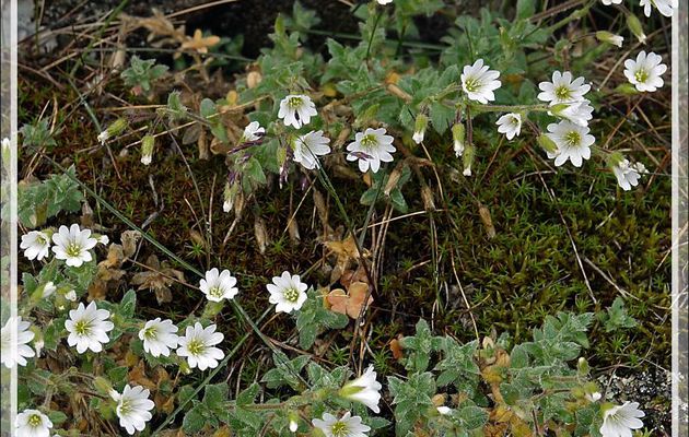 Céraiste arctique, Arctic Mouse-ear (Cerastium arcticum) - Sisimiut - Groenland