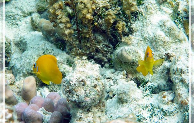 Poisson-ange citron, Lemonpeel angelfish (Centropyge flavissima) - Lagon de la Pension Kuriri - Maupiti - Polynésie française