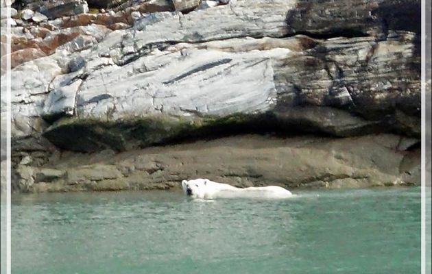 L'ours est obligé de se mettre à l'eau pour passer une zone de falaise - Icy Fjord - Nunavut