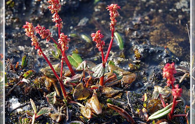 Petite oseille, Oxyrie à deux stigmates, Oxyrie de sorrel, Mountain sorrel, Qungulit (Oxyria digyna) - Dundas Harbour - Devon Island - Nunavut - Canada