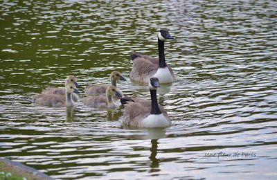Parc Floral de Paris : Naissances de petites Bernaches du Canada  ... Suite