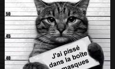 Chats fautifs