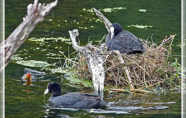 Papa, maman, et moi (et nous) ... Foulques macroules (Fulica atra) - La Couarde-sur-Mer - Ile de Ré - 17