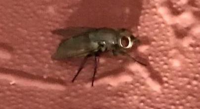 QUEL EST CET INSECTE ? (SUITE ET REPONSE)