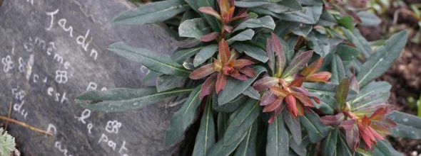 Euphorbia Amygdaloides Purpurea