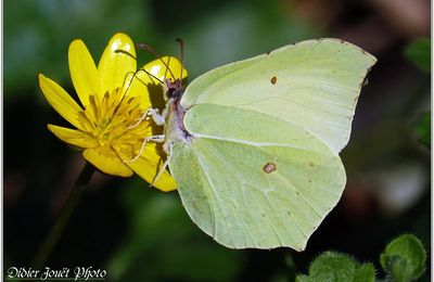 Citron (4) - Gonepteryx rhamni