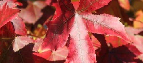 ♪♪♪ ... LA FEUILLE D'AUTOMNE ... ♫♫♫  