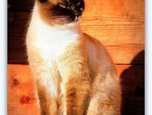  Les Chats.