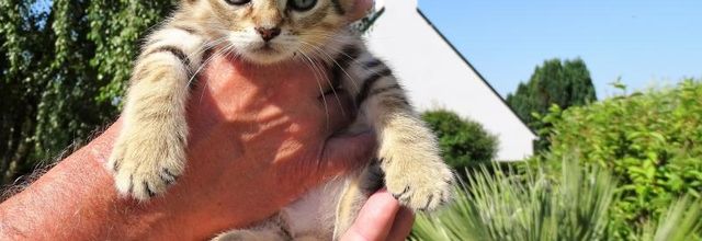 Dimanche c'est chat - Quya