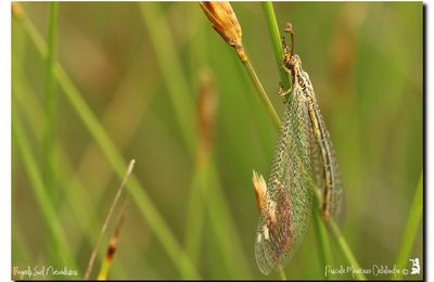 Fourmilion ♀ - Macronemurus appendiculatus