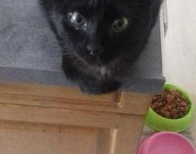 Chronique de Maître Terrin pour le chat Mickey