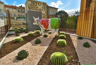 des plantes grasses 