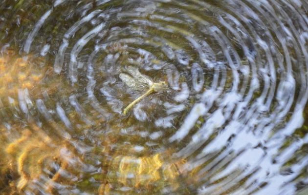 essais de photos de libellule !