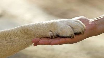 Amitié entre un chien et un dauphin