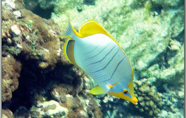Poisson-papillon à tête jaune (Chaetodon xanthocephalus) - Anse Takamaka - Mahé - Seychelles