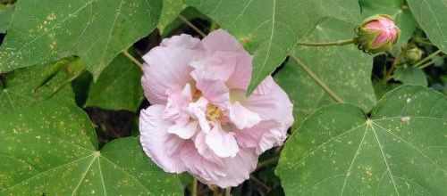de belles fleurs;