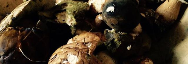 LES CEPES