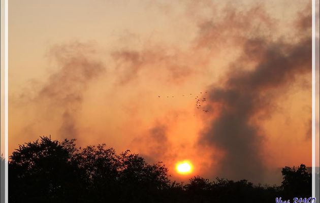 De retour après ce très long périple ! Incendie sur la savane au coucher du soleil - Zimbabwe