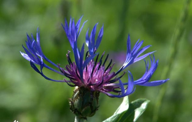 Le Colombier: les fleurs