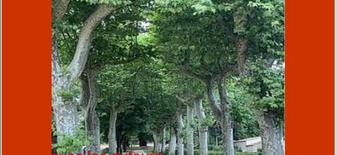 DANS LE PARC