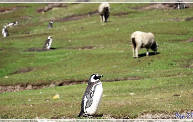 Les moutons cohabitent avec les espèces sauvages, ici des Manchots de Magellan - The Neck (Le Détroit) - Saunders Island - Falkland (Malvinas, Malouines) - Grande-Bretagne